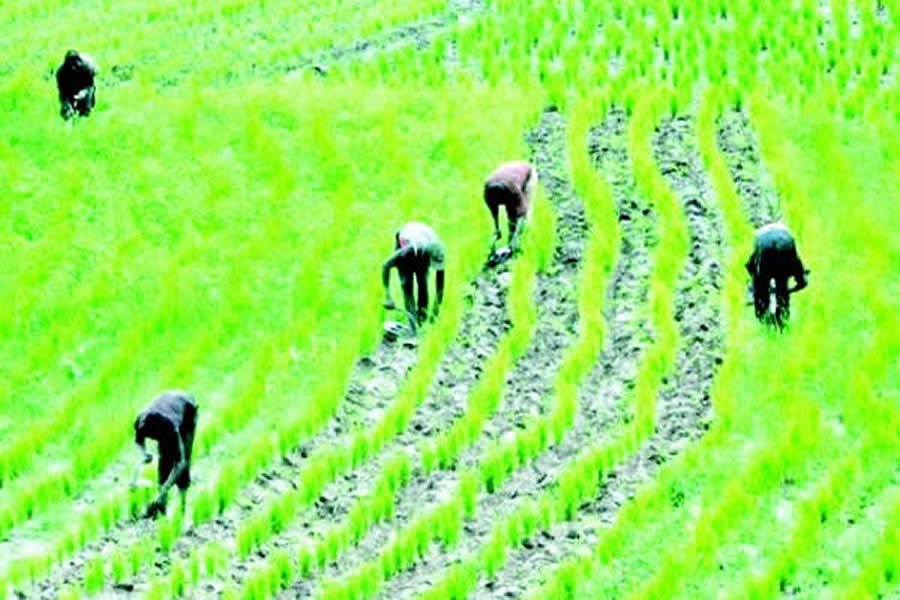 FG Reiterates Its Focus on Advancing Agriculture