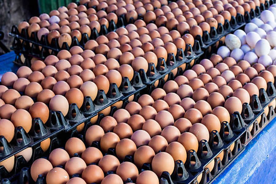 PAN wants the government to respond to the crisis in egg production