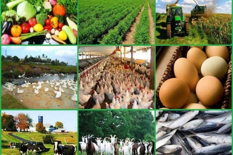 Top 5 Lucrative Agricultural Niches for Nigerian Entrepreneurs in 2025