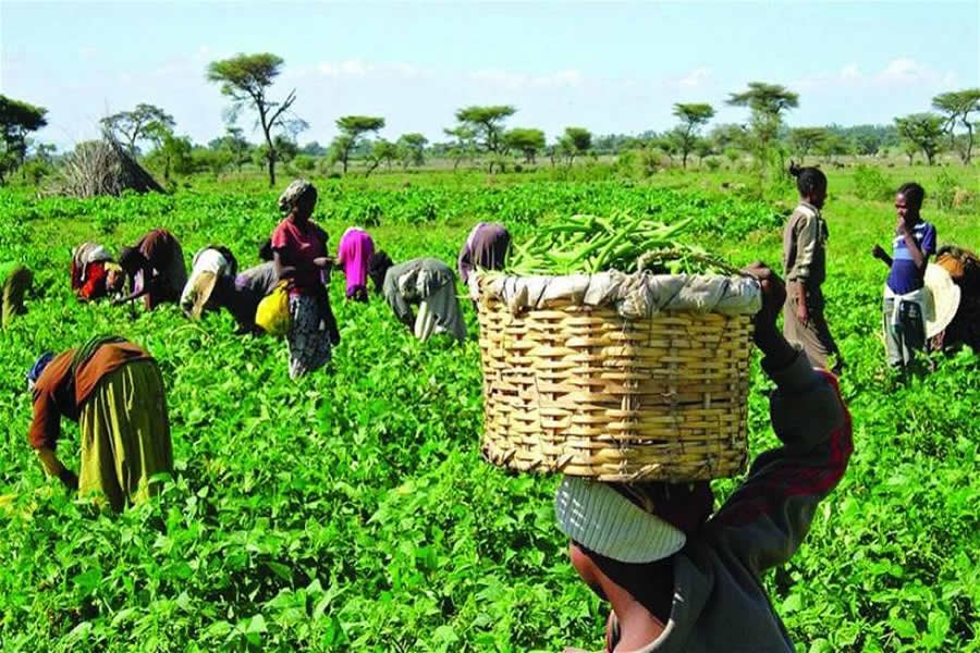 Accessing Agricultural Grants and Low-Interest Loans in Nigeria: 2025/2026 Guide